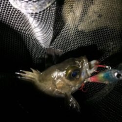 メバルリングシーズン半開?笑