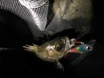 メバルリングシーズン半開?笑