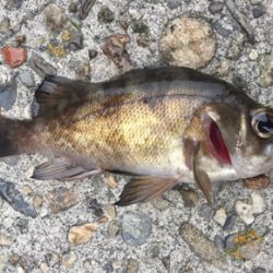 釣り納めで、メバル釣れた