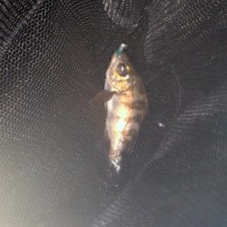 メバリング好調！