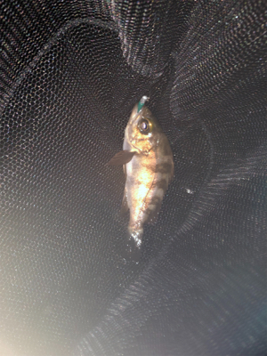 メバリング好調！