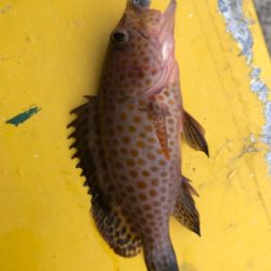 アジング、ガシリング