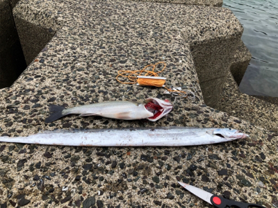 何とか釣れました