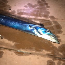 太刀魚シーズン終了