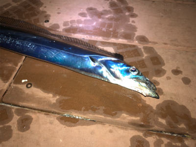 太刀魚シーズン終了