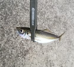 ナイトアジング