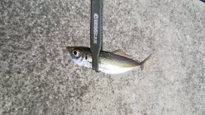 ナイトアジング