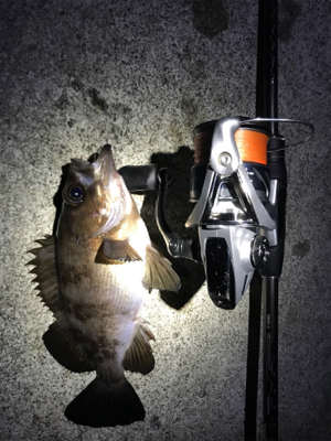 やっと釣りに行けました！