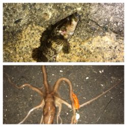 癒しのライトゲーム七目達成