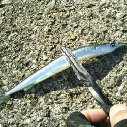 サヨリはいつまで?