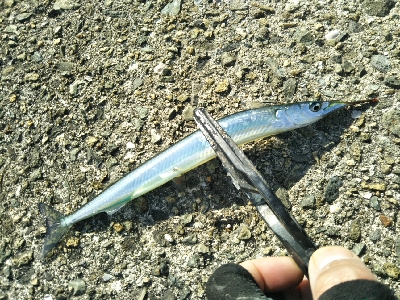 サヨリはいつまで？