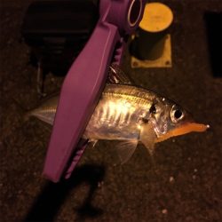 大阪湾奥アジング パターン攻略