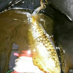 青物狙いの朝マズメ❗まさかのミノーにアオリイカ