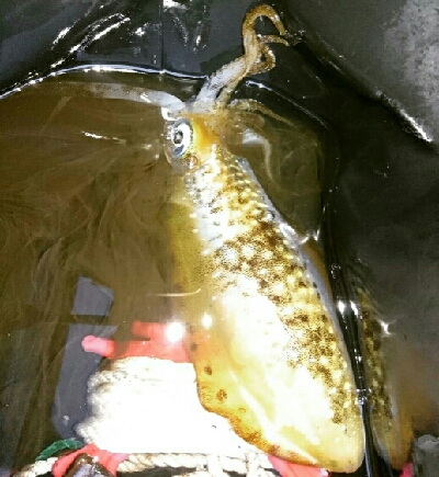 青物狙いの朝マズメ❗まさかの…