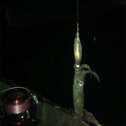 やや寒い中でのヒイカ釣り(^^)