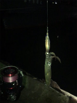 やや寒い中でのヒイカ釣り(^^)