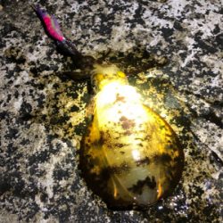 夕まずめ。粘ってトンカツサイズ