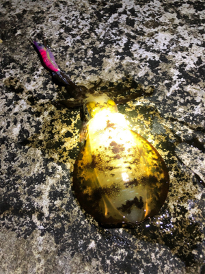 夕まずめ。粘ってトンカツサイズ