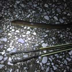 久しぶりの釣り