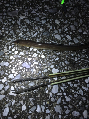 久しぶりの釣り