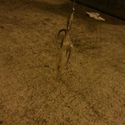 ヒイカエギング終盤