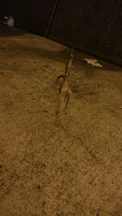 ヒイカエギング終盤