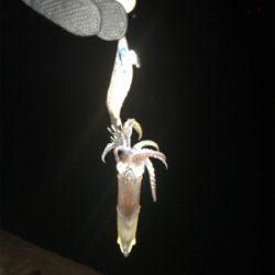 寂しい釣果(＞＜)