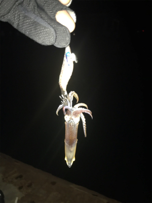 寂しい釣果(＞＜)