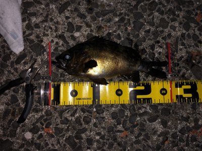 フカセでメバル爆釣！