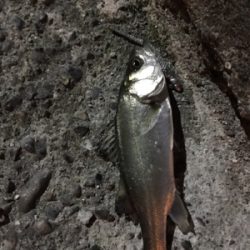 チーバスのみ好調。。。