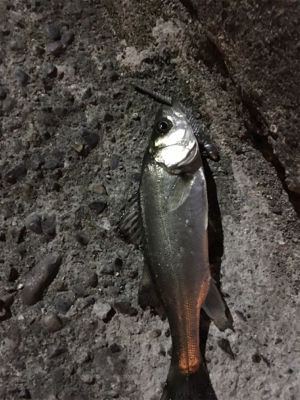 チーバスのみ好調。。。