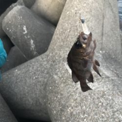 チビメバル入れ食い