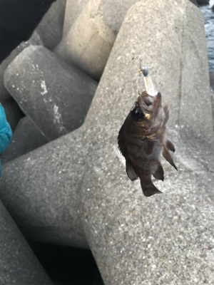 チビメバル入れ食い