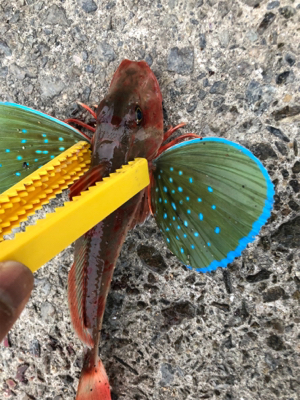 まさかの高級魚