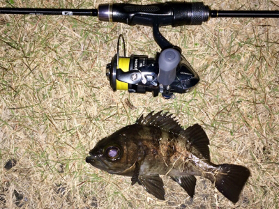 メバリンガー1900〜1939