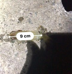 やっぱり厳しいヒイカ釣り(＞＜)