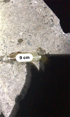 やっぱり厳しいヒイカ釣り(＞＜)