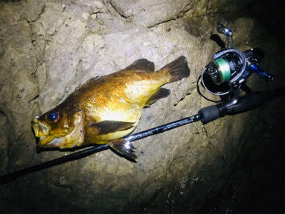 プラグで尺メバル