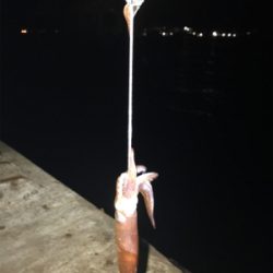 極寒+爆風の中でのヒイカ釣り