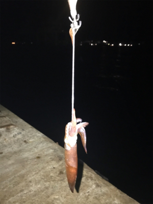 極寒+爆風の中でのヒイカ釣り