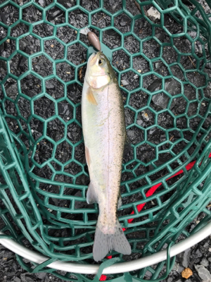 エリトラウト デビュー戦