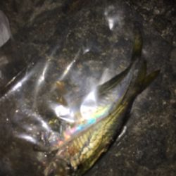 木の葉アジング