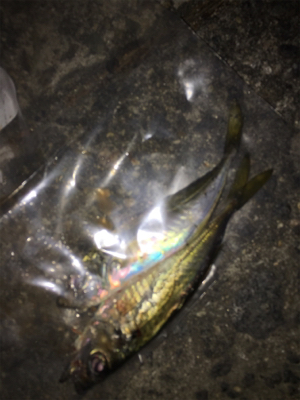 木の葉アジング