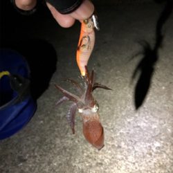 ヒイカエギング