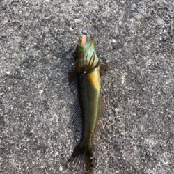 寒波ライトゲーム