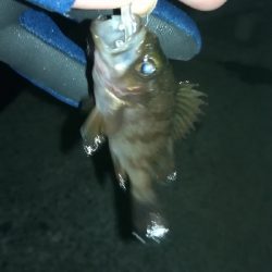 ナイトアジング