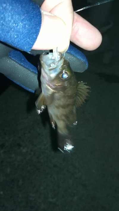 ナイトアジング