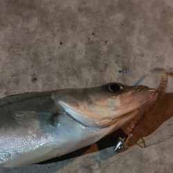 少しだけマシなサイズ！