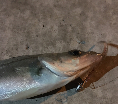 少しだけマシなサイズ！