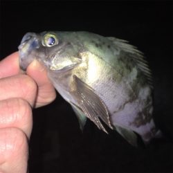 寒波でメバリング